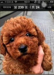 娱乐圈吃瓜爆料弟弟泰迪,泰迪弟弟吃瓜爆料，揭秘幕后真相